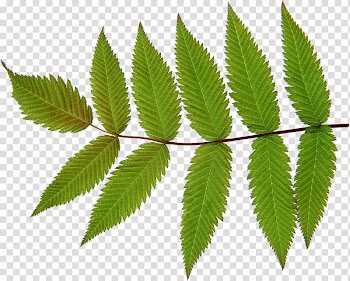 Autumn leaf color Look at Leaves , Leaf transparent background PNG clipart