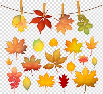 Autumn leaf color Maple leaf, autumn leaves transparent background PNG clipart