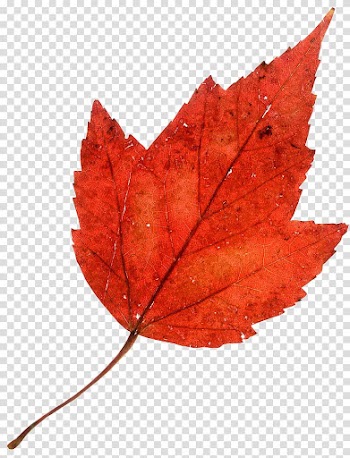 Autumn leaf color Maple leaf, autumn transparent background PNG clipart