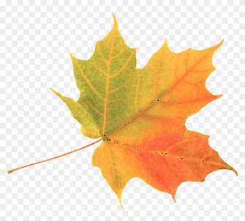 Autumn Leaf Color Maple Leaf Clip Art - Autumn Leaf Color Maple Leaf Clip Art