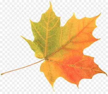 Autumn leaf color Maple leaf Clip art - leaves watercolor 