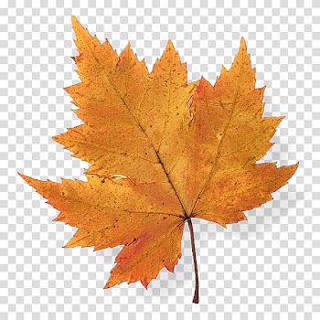 Autumn leaf color Maple leaf Japanese maple, Leaf transparent background PNG clipart