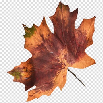 Autumn leaf color Maple leaf, Leaf transparent background PNG clipart