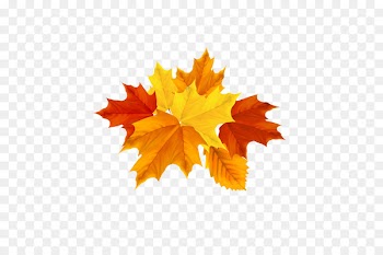 Autumn leaf color Maple leaf - Maple leaves yellow autumn leaves return to their roots 