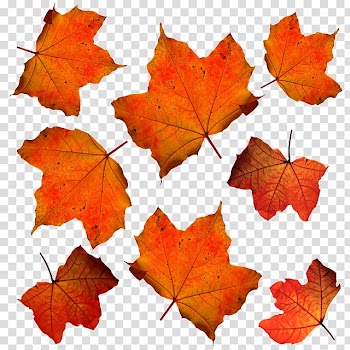 Autumn leaf color Maple leaf Orange, autumn transparent background PNG clipart