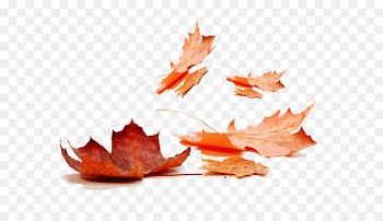 Autumn leaf color Maple leaf - Red leaves 