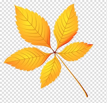 Autumn leaf color , maple leaf transparent background PNG clipart