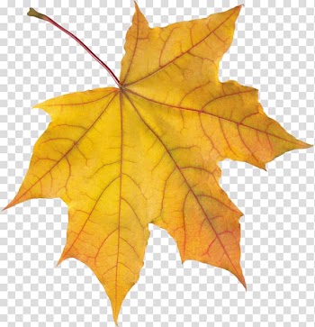 Autumn leaf color Orange, orange transparent background PNG clipart