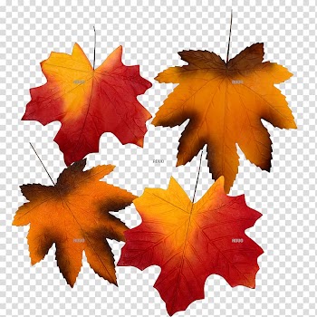 Autumn leaf color Paper, autumn transparent background PNG clipart