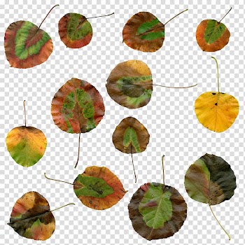 Autumn leaf color Plant, autumn leaves transparent background PNG clipart
