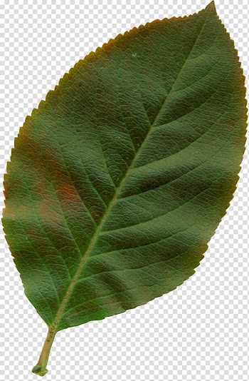 Autumn leaf color Plant , Leaf transparent background PNG clipart