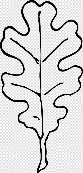 Autumn leaf color Quercus velutina , Black And White Leaves transparent background PNG clipart
