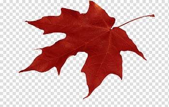 Autumn leaf color Red maple Maple leaf, October Fest transparent background PNG clipart
