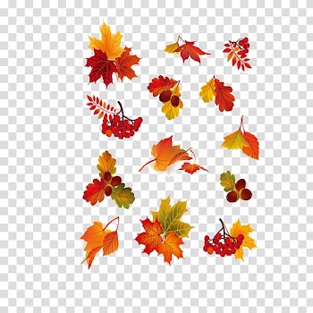 Autumn leaf color Rowan Berry, Various Maple Leaf transparent background PNG clipart