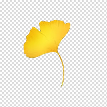 Autumn leaf color Sauce Information, ginkgo-biloba transparent background PNG clipart