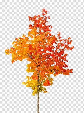Autumn leaf color Tree , autumn transparent background PNG clipart
