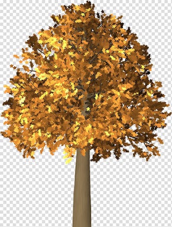 Autumn leaf color Tree , autumn transparent background PNG clipart