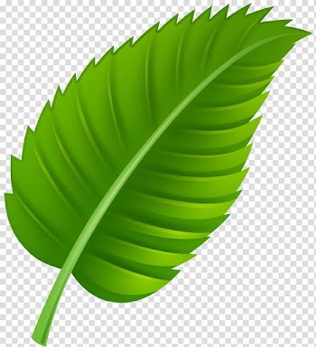 Autumn leaf color Tree , green leaves transparent background PNG clipart