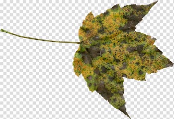 Autumn leaf color Tree, Leaf transparent background PNG clipart
