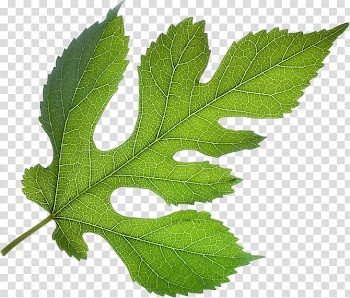 Autumn leaf color Tree , Leaves of trees transparent background PNG clipart