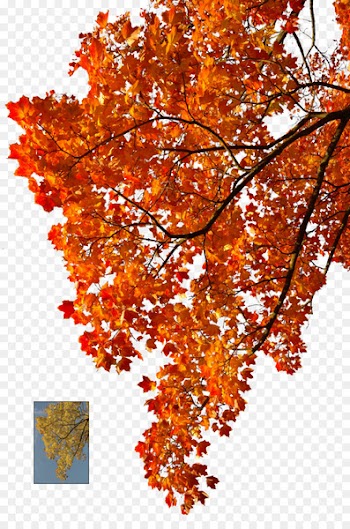 Autumn leaf color Tree - orange tree 