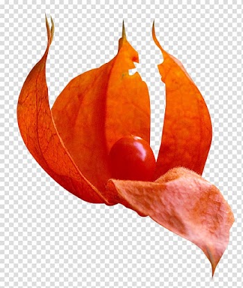 Autumn leaf color Watercolor painting, Autumn leaves in the fruit transparent background PNG clipart