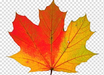 Autumn leaf color Why Do Leaves Change Color? , Thanksgiving transparent background PNG clipart