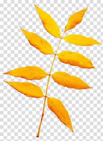 Autumn leaf color Yellow , beautiful autumn trees transparent background PNG clipart