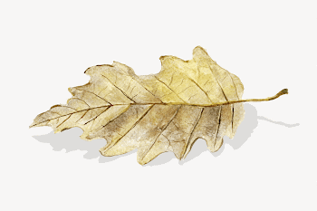 Autumn leaf  isolated botanical | Free Photo - rawpixel