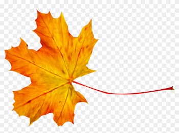 Autumn Leaf Photography Clip Art - Autumn Leaf Photography Clip Art