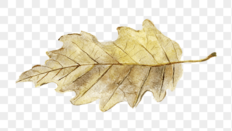 Autumn leaf  png sticker, | Free PNG - rawpixel