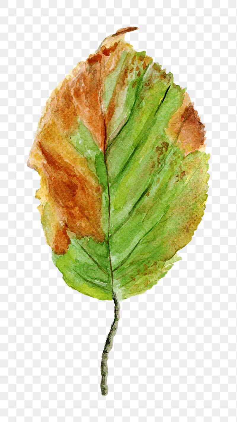 Autumn leaf png sticker, transparent | Free PNG - rawpixel
