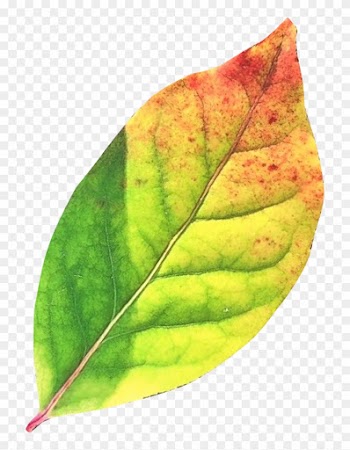 Autumn Leaf Png Transparent Image - Leaf Png
