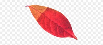 Autumn Leaf Png Transparent Image - Png Leaf Autumn