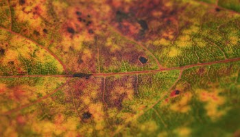 Autumn leaf  texture computer | Free Photo - rawpixel
