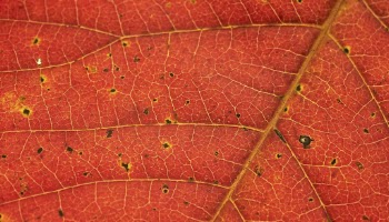 Autumn leaf  texture computer | Free Photo - rawpixel