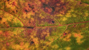 Autumn leaf texture desktop wallpaper, | Free Photo - rawpixel