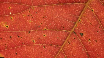 Autumn leaf texture desktop wallpaper, | Free Photo - rawpixel
