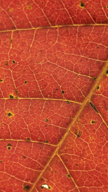 Autumn leaf texture mobile wallpaper, | Free Photo - rawpixel