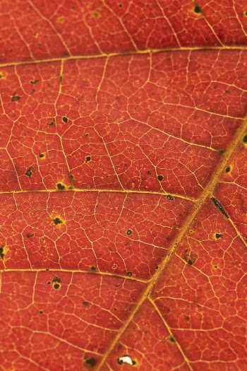Autumn leaf texture, red background, | Free Photo - rawpixel