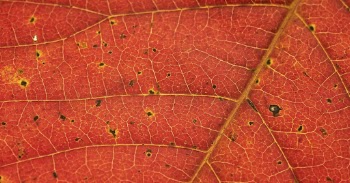 Autumn leaf texture, red background, | Free Photo - rawpixel