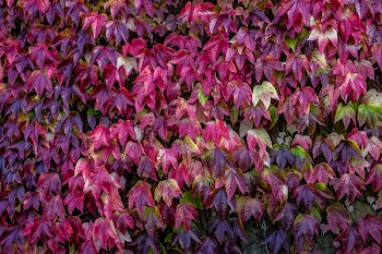          Autumn Leaf Wall Free Photo     