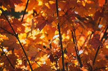 Autumn Leaves