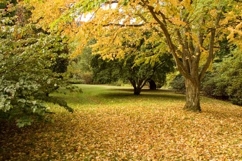 Autumn_Leaves_03.jpg