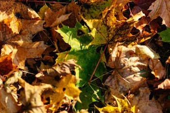 Autumn leaves 2