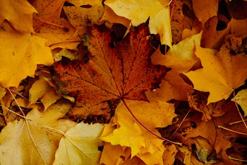 Autumn leaves 3