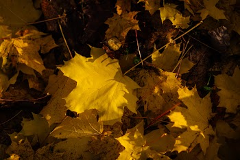 Autumn leaves 4