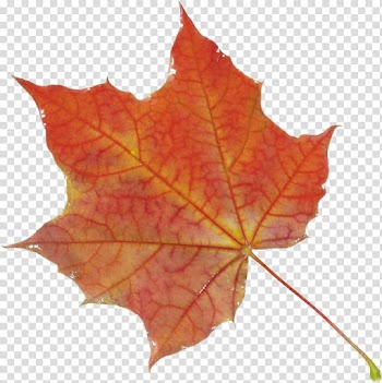 Autumn Leaves Autumn leaf color, autumn leaf transparent background PNG clipart