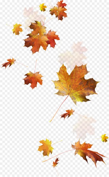 Autumn Leaves Autumn leaf color - Falling leaves 