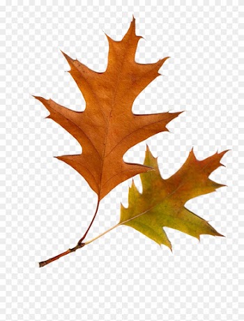 Autumn Leaves Autumn Leaf Color Tree - Hoja De Arbol Png